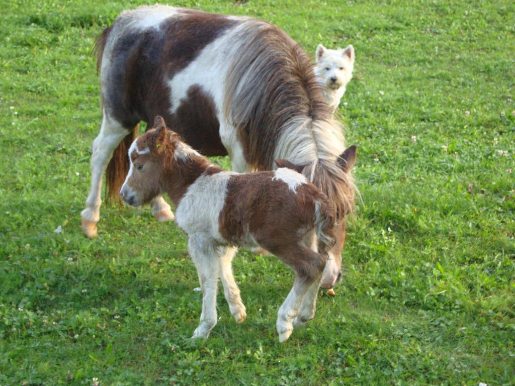 ואנדוייס Winnewieser מראה חיצוני תמונה