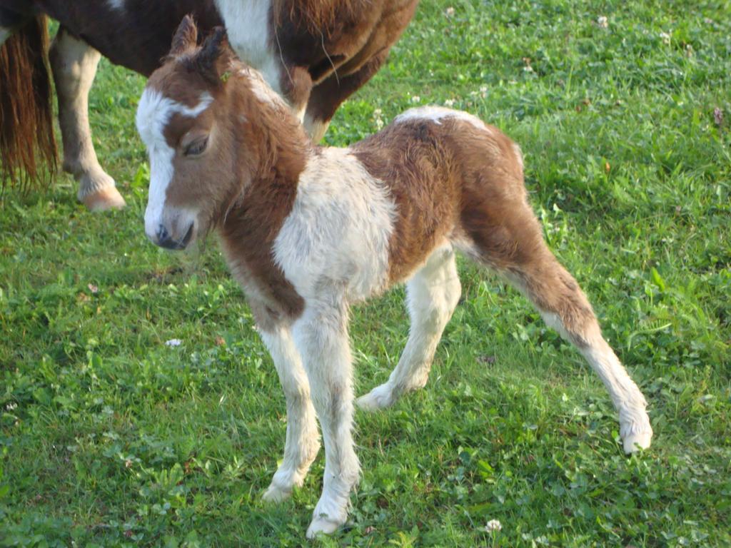 ואנדוייס Winnewieser מראה חיצוני תמונה