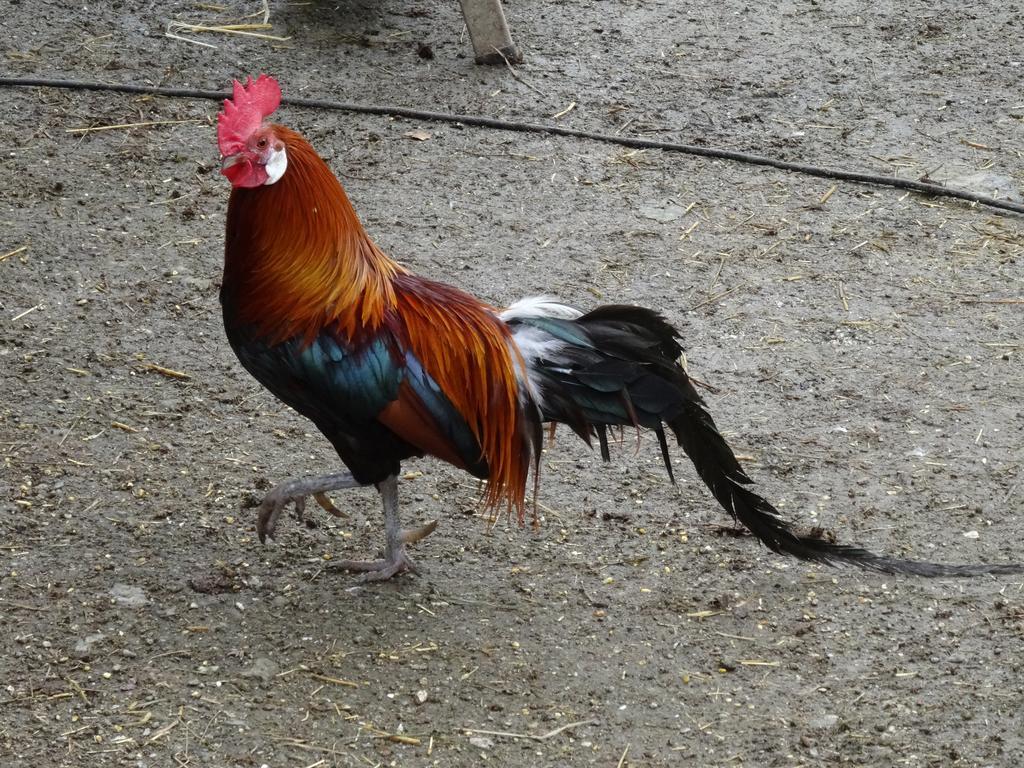 ואנדוייס Winnewieser מראה חיצוני תמונה