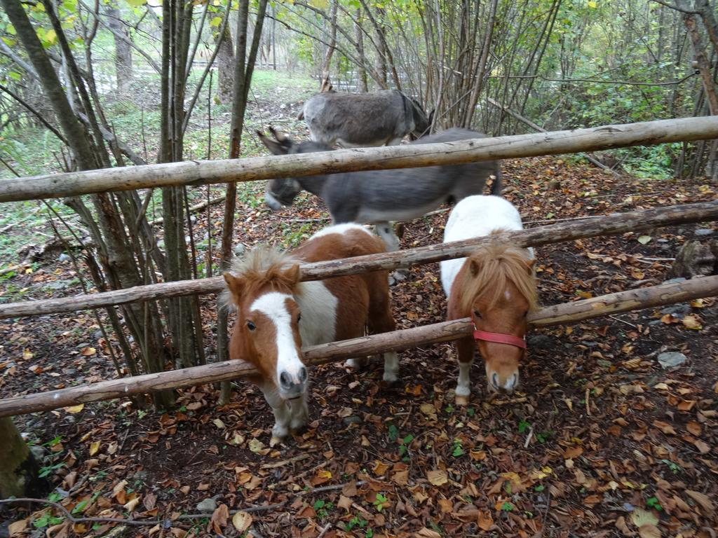 ואנדוייס Winnewieser מראה חיצוני תמונה